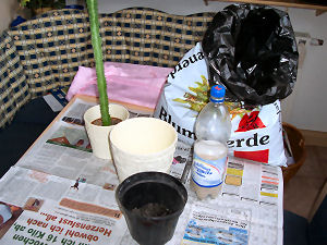 Kaktus umtopfen