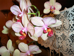 Orchideen im Wohnzimmer