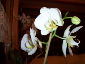 Orchideen im Wohnzimmer