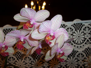 Orchideen im Wohnzimmer
