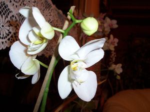 Orchideen im Wohnzimmer