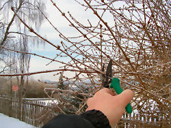 Der Garten im Februar 2006