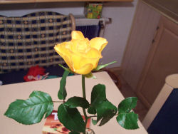 Rose zum Valentinstag