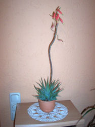 Der Garten im März 2006