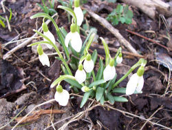 Der Garten im März 2006