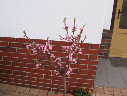 Der garten im April