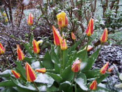 Der garten im April