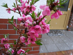 Der garten im April