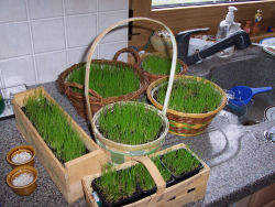 Der Garten im April 2006