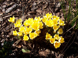 Der Garten im April 2006