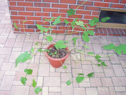 Der Garten im Mai 2006