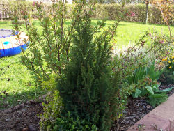 Der Garten im Mai 2006