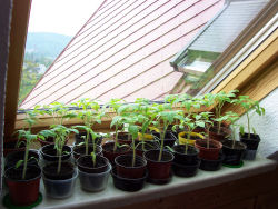 Der Garten im Mai 2006