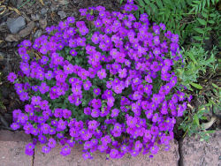 Der Garten im Mai 2006