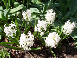 Der Garten im Mai 2006
