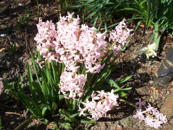 Der Garten im Mai 2006