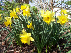 Der Garten im Mai 2006