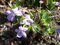Der Garten im Mai 2006