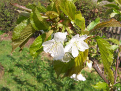 Der Garten im Mai 2006
