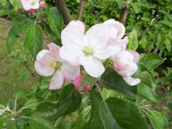 Der Garten im Mai 2006