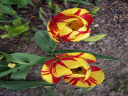 Der Garten im Mai 2006