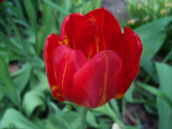 Der Garten im Mai 2006