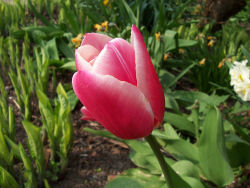 Der Garten im Mai 2006