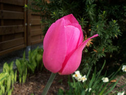 Der Garten im Mai 2006