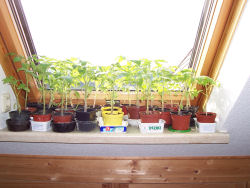 Der Garten im Mai 2006