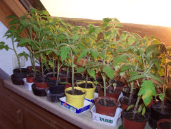 Der Garten im Mai 2006