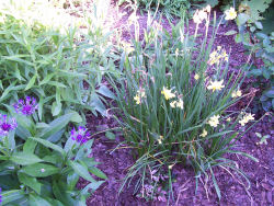 Der Garten im Juni 2006