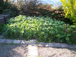 Der Garten im Juni 2006