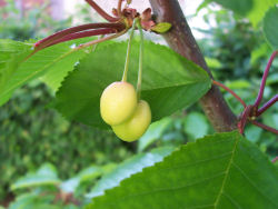 Der Garten im Juni 2006