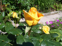 Der Garten im Juni 2006