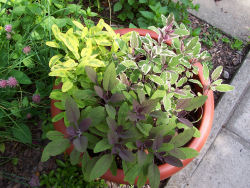 Der Garten im Juni 2006