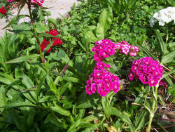 Der Garten im Juni 2006
