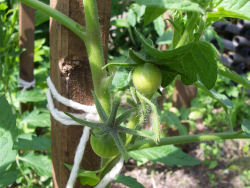 Der Garten im Juni 2006
