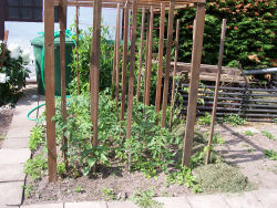 Der Garten im Juni 2006