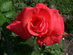 Der Garten im Juni 2006