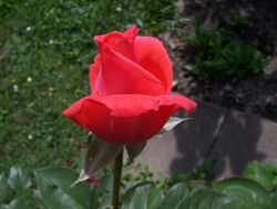 Der Garten im Juni 2006
