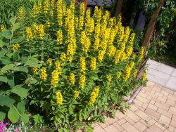 Der Garten im Juni 2006