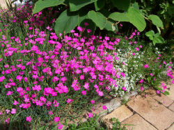 Der Garten im Juni 2006