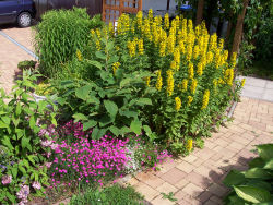 Der Garten im Juni 2006