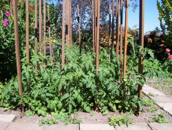 Der Garten im Juli 2006