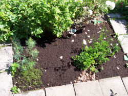 Der Garten im Juli 2006
