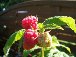 Der Garten im Juli 2006