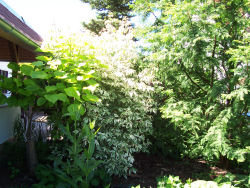 Der Garten im Juli 2006