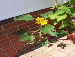 Der Garten im Juli 2006