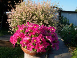 Der Garten im Juli 2006