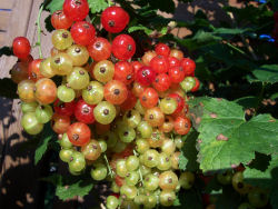Der Garten im Juli 2006